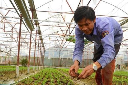 Làng hoa nổi tiếng Hà Tĩnh dùng đèn chiếu cho hoa, tất bật vào vụ Tết