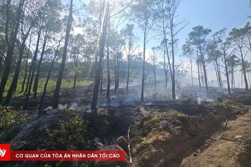 Xác minh nguyên nhân gây cháy đám rừng ở Uông Bí nghi 'có đốt phá'