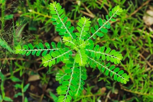 Tác dụng của cây thuốc có tên gọi lạ lùng 'chó đẻ răng cưa'