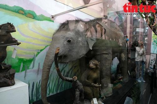 Khám phá bảo tàng Sinh học lâu đời nhất của Đông Dương tại Hà Nội