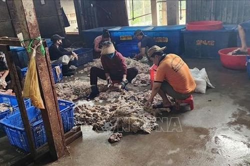 Tiêu hủy 4 tấn nội tạng hôi thối