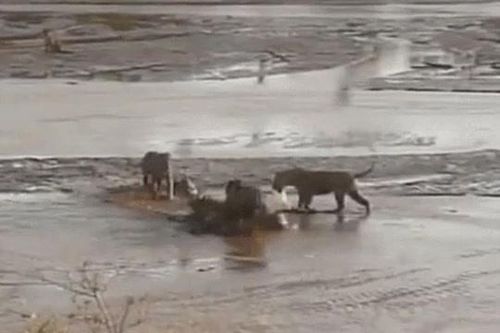 CLIP: Cá sấu đại chiến với đàn sư tử giành mồi và cái kết gây 'sốc'