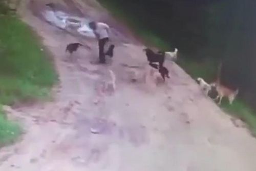 CLIP: Người đàn ông say rượu nhận cái kết bi thảm khi bị 12 con chó hoang tấn công