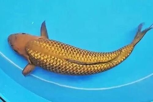 Người đàn ông câu được con cá có lớp vảy ánh vàng kỳ lạ, cả làng đổ xô đến xem