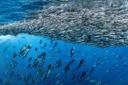 2,5 triệu con cá tuyết tấn công 23 triệu con cá trứng - sự kiện săn mồi lớn nhất thế giới tự nhiên từng được ghi nhận