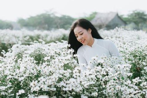Xao xuyến cúc họa mi
