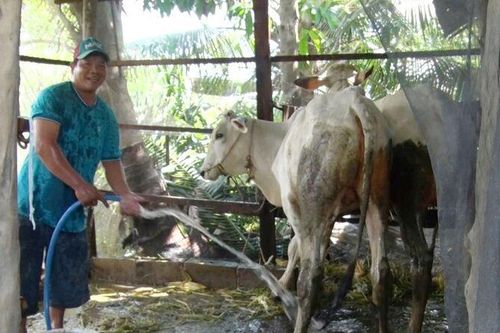 Thoát nghèo từ nuôi bò thương phẩm