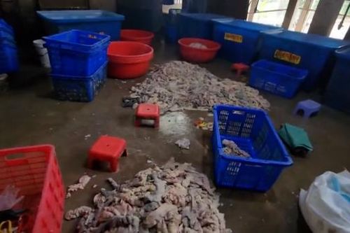 Phát hiện hơn 4 tấn lòng heo bốc mùi hôi thối ở Biên Hòa