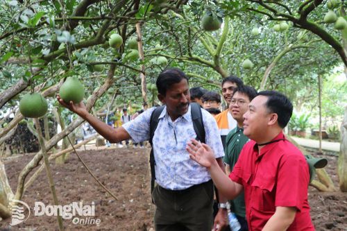Nông dân làng bưởi Tân Triều lần đầu tiên đón đoàn khách du lịch Singapore