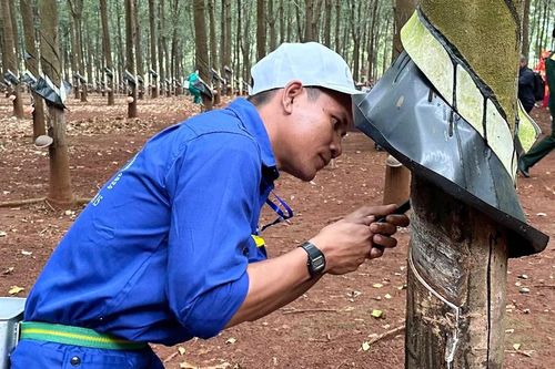 Công ty TNHH một thành viên 74 giành giải nhất hội thi thợ giỏi khai thác mủ cao su