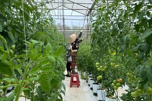 Nông trại làm nông sản GlobalGAP