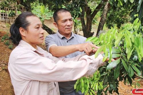 Đảng viên đi trước, bà con làm theo