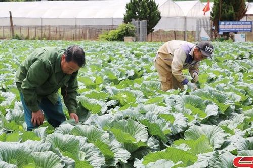 Sản xuất rau xanh phục vụ thị trường dịp cuối năm