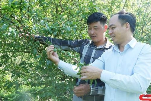 Dồn sức cho mùa mận sớm