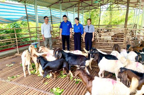 Những ông chủ trẻ ở Chi Thiết