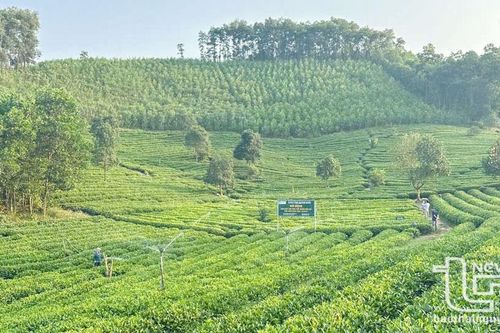 7ha chè được chứng nhận hữu cơ