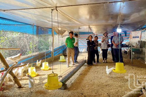 Chăn nuôi gà đẻ trứng an toàn sinh học cho hiệu quả cao
