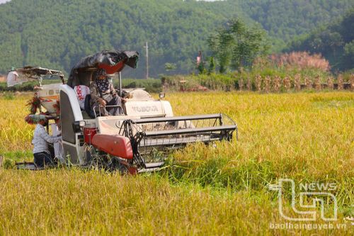 Nếp vải Ôn Lương: Được mùa, được giá