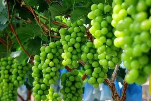 Nho sữa Trung Quốc siêu rẻ ồ ạt vào Việt Nam