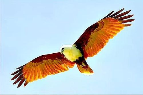Chuyện chưa biết về loài chim săn mồi đẹp nhất của Việt Nam