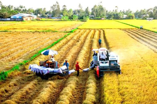 Ưu đãi lãi suất khi trồng lúa phát thải thấp