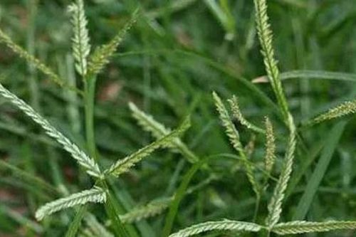 Tác dụng của cỏ mần trầu