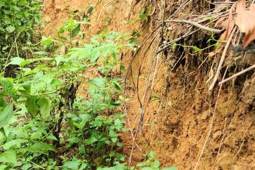 Quảng Ngãi: Đề nghị công bố khẩn cấp sạt lở núi Mang Ka Muồng