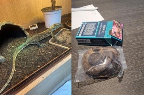 Bắt giữ kẻ buôn lậu giấu rồng Komodo trong quần lót ở Hàn Quốc