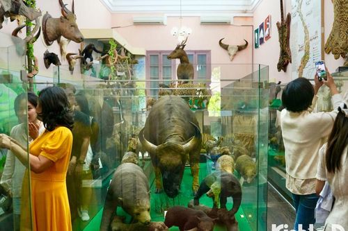Hà Nội: Tham quan bảo tàng sinh vật học đầu tiên ở Đông Dương