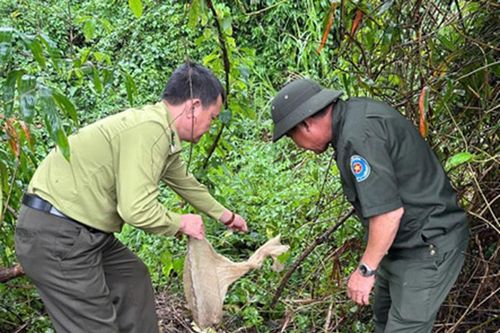 Thả trăn đất về rừng