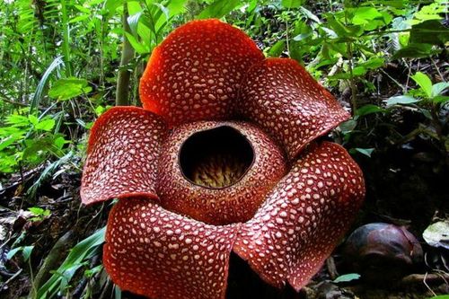 Những loài hoa 'nặng mùi' nhất thế giới, sốc nặng khi đứng gần