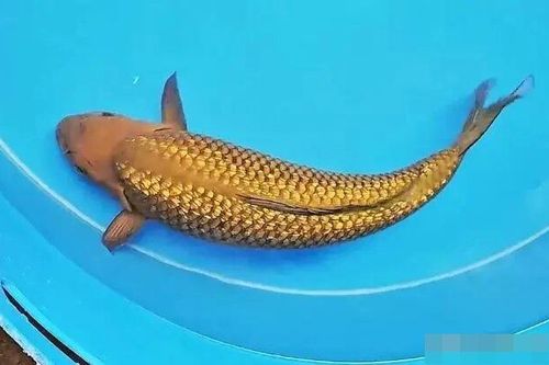 'Kim ngư' lọt lưới, cần thủ mừng húm khi biết lai lịch thật