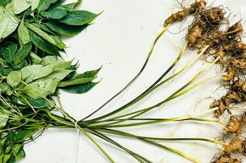 Tìm được nhiều cây sâm Puxailaileng tự nhiên ở Nghệ An