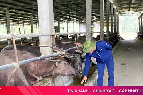 Chủ động nguồn thức ăn cho gia súc trong mùa đông