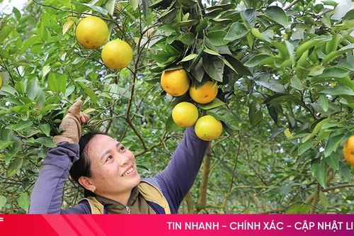 Sẵn sàng cho ngày khai hội cam và các sản phẩm Hà Tĩnh