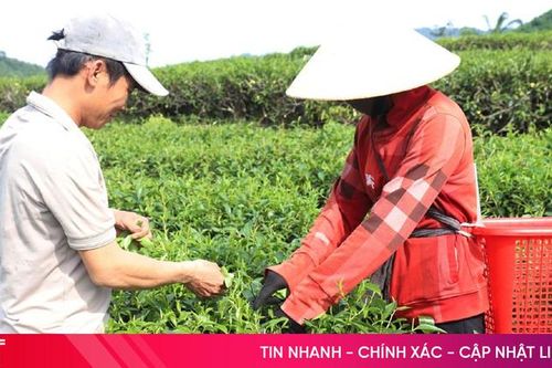 Hương Sơn phấn đấu giá trị sản xuất năm 2025 đạt 130 triệu đồng/ha
