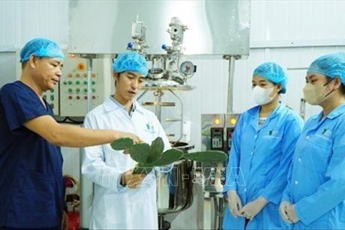 Thanh niên Phú Yên khởi nghiệp từ cây xương rồng