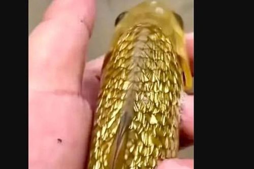 Cần thủ câu được con cá chép kỳ lạ, vảy như dát vàng