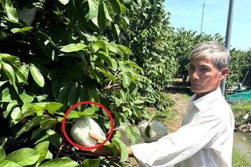 Mạnh dạn 'bẻ lái' trồng loại cây quý như vàng, ông nông dân có 4 tỷ đồng rất nhẹ nhàng