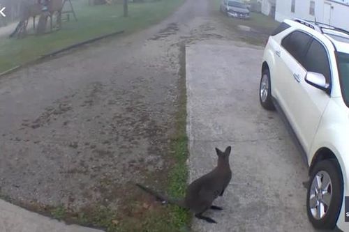 Camera an ninh phát hiện sinh vật giống kangaroo trước nhà dân