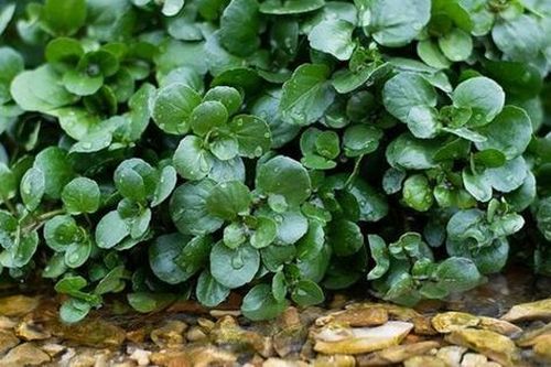 2 loại rau dễ là nơi 'tổ ký sinh trùng' ẩn náu, cái số 1 thường xuất hiện trong bữa ăn của nhiều gia đình