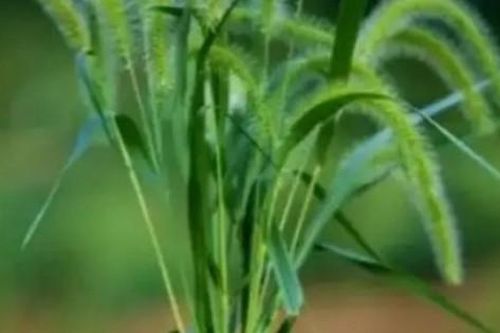 Cây dại mọc khắp nơi, ở Việt Nam có đầy, cứ phơi khô bán là đếm tiền mỏi tay