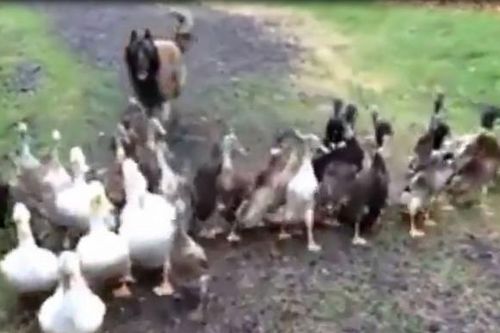 CLIP: Bất ngờ với cảnh tượng chú chó Malinois làm 'người chăn vịt' tài ba