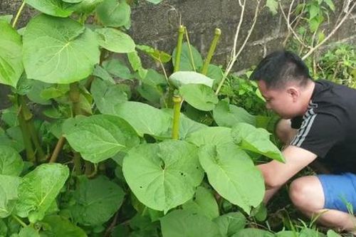 Loại lá mọc bờ bụi xưa ít ai biết đến, giờ bán 160.000 đồng/kg thành đặc sản hương vị lạ