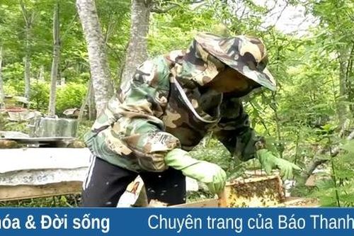 Phát triển nghề nuôi ong lấy mật ở Thường Xuân