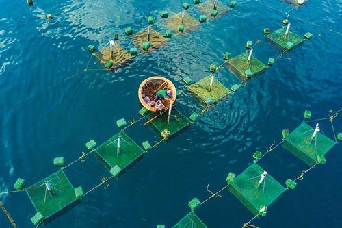 Ngành thủy sản chủ động ứng phó với biến đổi khí hậu và thiên tai