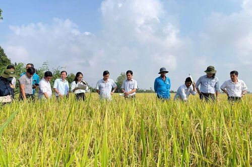 Huyện Tri Tôn tổng kết mô hình trình diễn thực hiện Đề án 1 triệu héc-ta lúa chất lượng cao