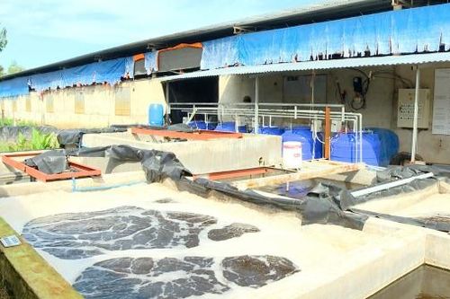 Nhiều trang trại ở 'thủ phủ' chăn nuôi Thống Nhất đầu tư tiền tỷ để bảo vệ môi trường