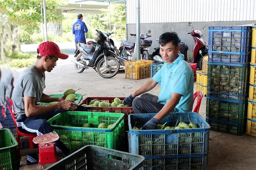Nông dân chuyển từ sản xuất truyền thống sang hiện đại