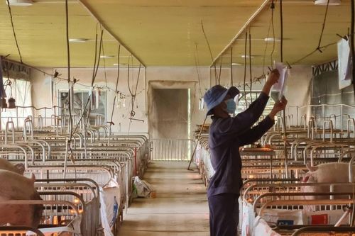Gia Lai phê duyệt quy trình nội bộ giải quyết thủ tục hành chính mới trong lĩnh vực chăn nuôi